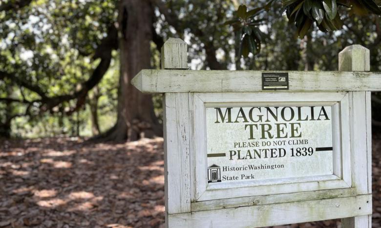 The famous magnolia tree at Historic Washington State Park is one of the largest in Arkansas. 